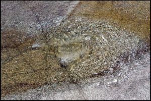 Tendre est la sonorité Tendre est la sonorité