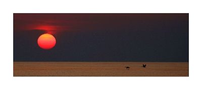 Mirage lisse dans l'ivresse d'un soir. Cormorans huppés de Méditerranée. Phalacrocorax aristotelis desmarestii Cormorans huppés de Méditerranée