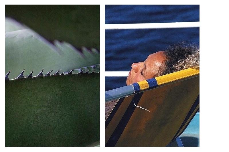 Agave br-l-e d--pines dures . la vague sculpte ton d-sir