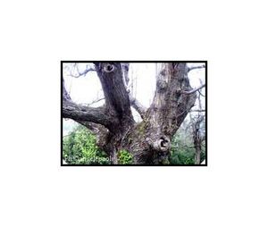 Châtaignier foudroyé