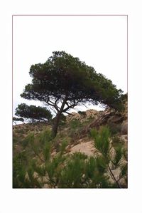un paysage d'enfance, rivé à la garrigue de l'été Rivé à la garrigue de l'été