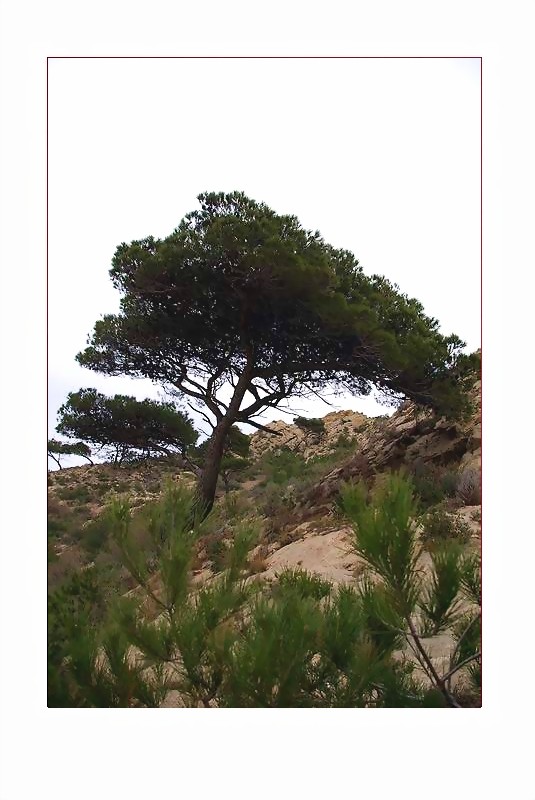 Rivé à la garrigue de l'été