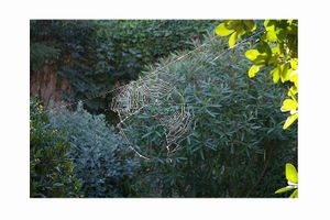 L-araign-e du beau temps a -tendu sa toile