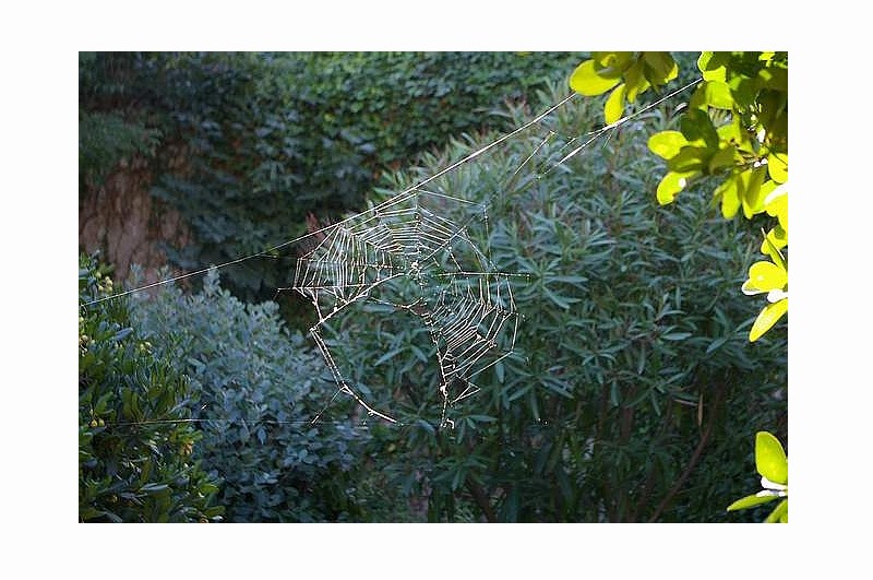 L-araign-e du beau temps a -tendu sa toile