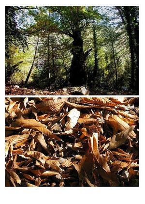 Ses châtaigneraies agrandies à leur fonction fictive en fin d'après-midi Ses ch-taigneraies agrandies - leur fonction fictive