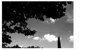 Je regarde ces arbres une dernière fois, comme l’on regarde toujours les choses pour la dernière fois Je regarde ces arbres une dernière fois