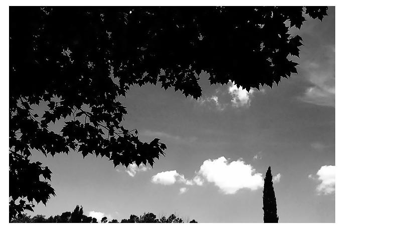 Je regarde ces arbres une derni-re fois