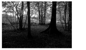 Semplicemente, in una radura nel bosco