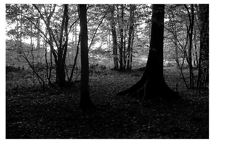 XI Simplement- dans une clairi-re du bois