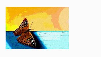 Papillon Empereur Papillion empereur