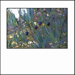 Fiamma crepita nascosta agli angoli