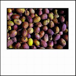 poignées d-olives mises à sécher au soleil