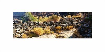 Elle file croupe rebondie droit devant elle longe le muret contourne touffes d-immortelles buisson d-euphorbes