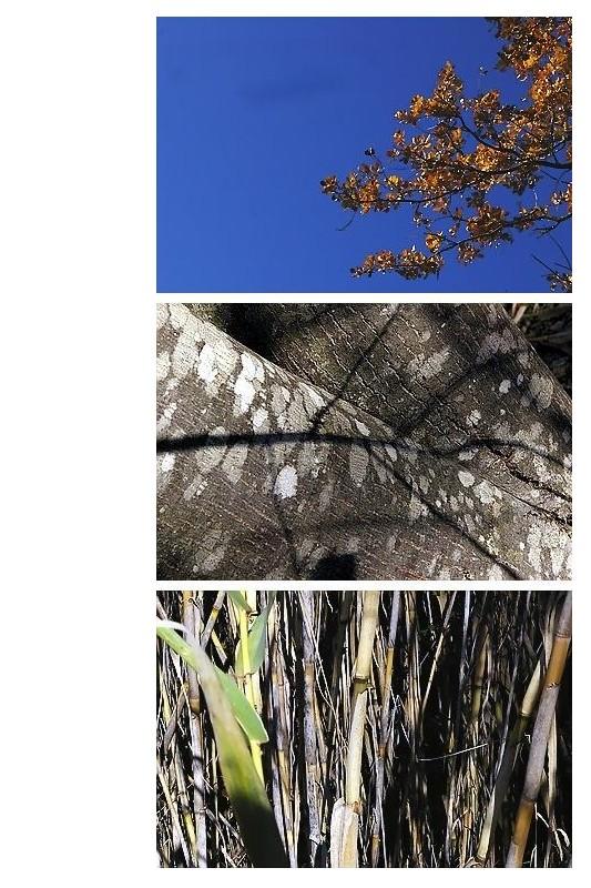 MAIS SI TU SENTAIS LE POIGNANT DU MONDE