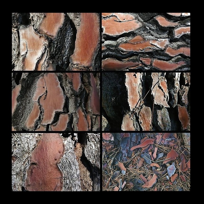 Le projet d--criture s-effrite tout comme s-effrite peu - peu l--corce de la vie