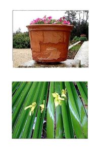 J'erre sur le chemin des apparences friables Spring 2