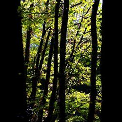 Debout parce que les arbres ont serrés dans la forêt Dans la for-t