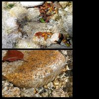 Basta un ciottolo aguzzo a far danzare il ruscello Far danzare il ruscello