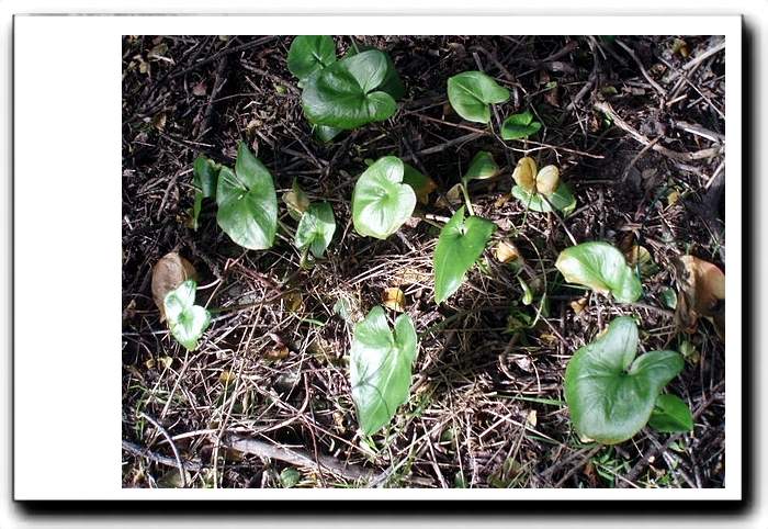 Aristoloche des talus