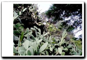 Cact-es plant-es drues