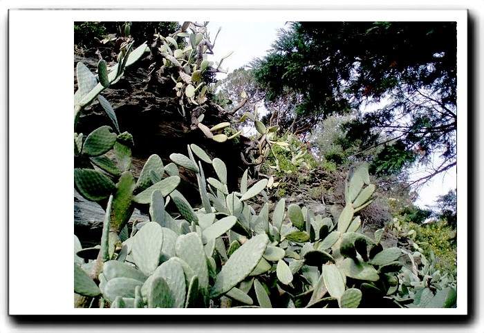 Cact-es plant-es drues