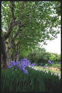 La tendresse me racine LA TENDRESSE ME RACINE