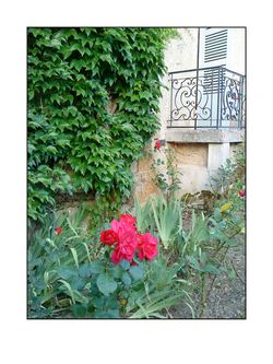 il y aurait des jardins des fleurs des papillons des murs Il y aurait des jardins 3