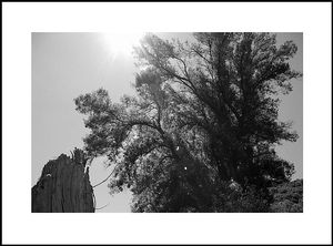 Dans les arbres qui nous enseignent les branches et leurs coups d'archets Dans les arbres qui nous enseignent les branches et leurs coups d-archets