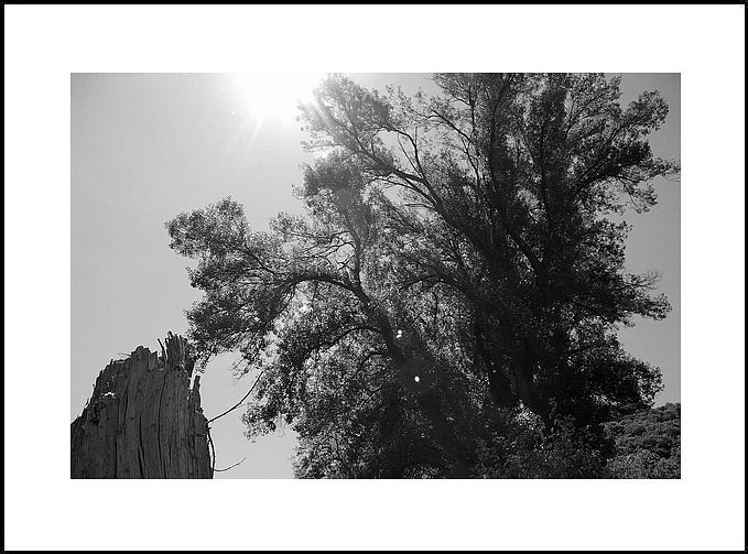 Dans les arbres qui nous enseignent les branches et leurs coups d-archets