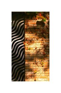 ampélopsis ? Amp-lopsis