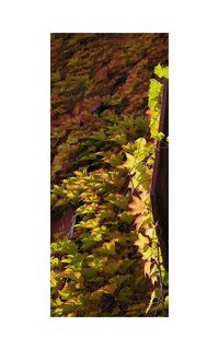 Autour de toi, comme un arbre la vigne sauvage La vigne sauvage (1)