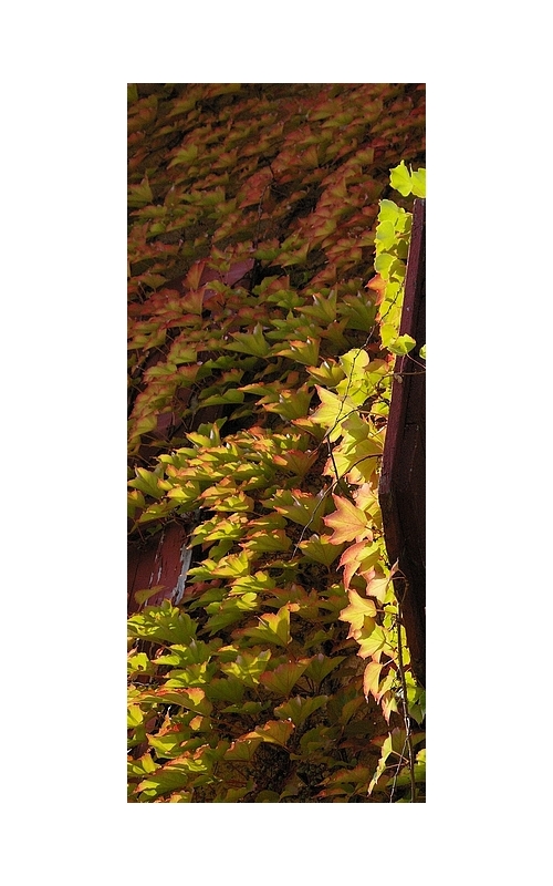 La vigne sauvage (1)