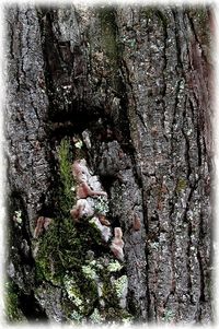 De petits doigts brun vert dans l'écorce rugueuse De petits doigts brun vert dans l--corce rugueuse
