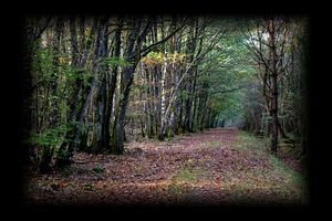 En me retournant face à cette allée vide au milieu des arbres, un vertige m'a saisi comme si j'avais nagé loin en mer. En me retournant face - cette all-e vide au milieu des arbres- un vertige m-a saisi comme si j-avais nag- loin en mer.