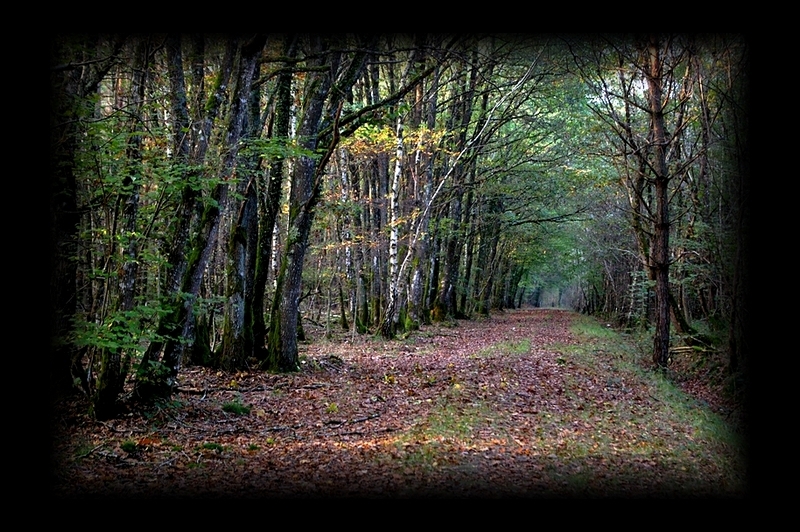 En me retournant face - cette all-e vide au milieu des arbres- un vertige m-a saisi comme si j-avais nag- loin en mer.
