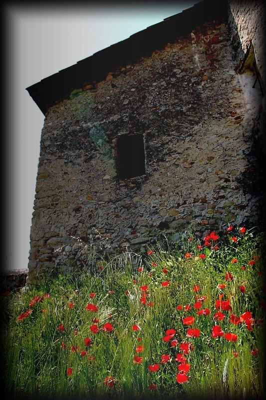 Parmi les rares lueurs des coquelicots