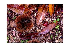 sous les châtaigniers Castagne