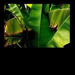 la silhouette des bananiers aux hautes feuilles déchiquetées sur un ciel jamais noir Les bananiers 2 (1)