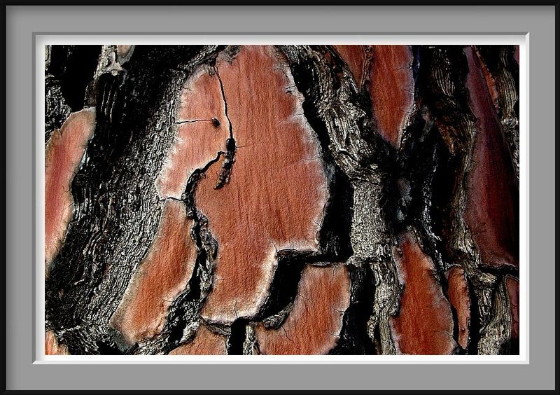 B sur l ecorce du pin