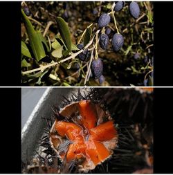 Les yeux | plus noirs | que l'olive sur l'arbre | l'oursin au fond | du seau Plus noirsque l-olive sur l-arbre - l-oursin au fond | du seau