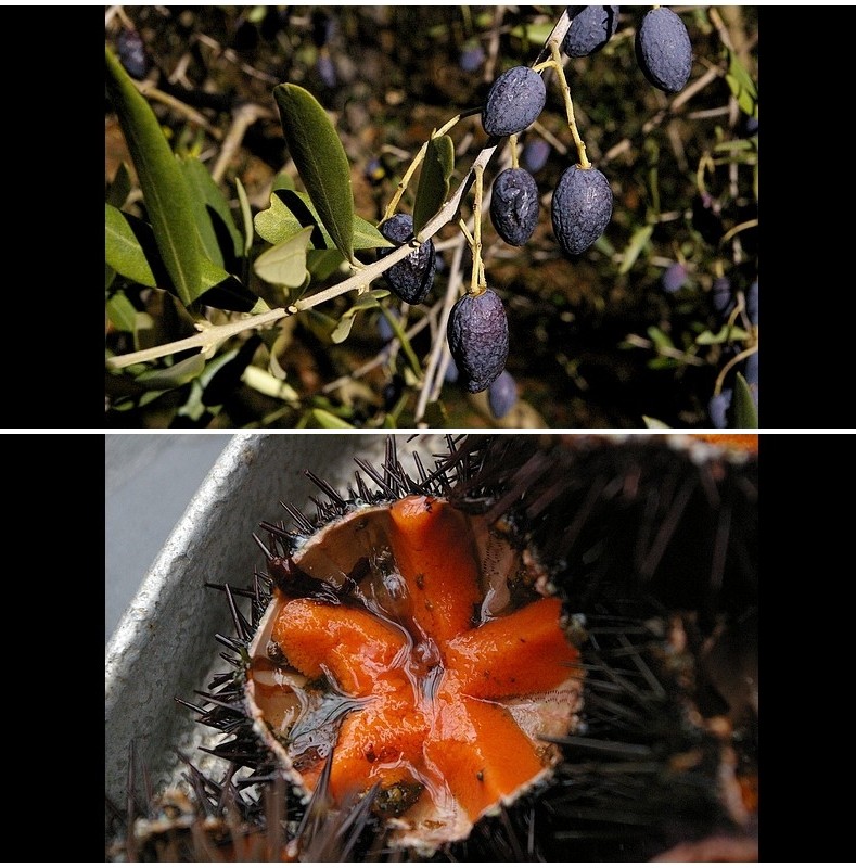 Plus noirsque l-olive sur l-arbre - l-oursin au fond du seau