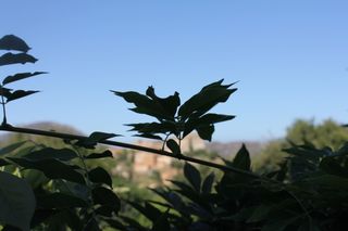 Marteau l'heure est à la musique