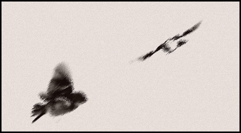 Il passe oiseau -ph-m-re comme la pr-carit- de l-amour