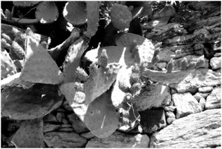 Figuiers de Barbarie