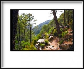 Verde tratturo in mezzo al bosco
