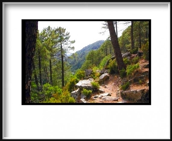 Verde tratturo in mezzo al bosco