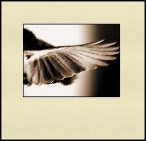 donner au mot augures toute sa dimension d’envol Ornithology 1