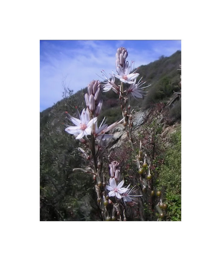 Asphodèle du Cap Corse 3