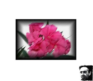 Pourquoi a-t-il fallu qu’il y ait des fleurs — des couleurs ? La graine de l--me