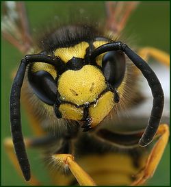 Une guêpe intarissable se heurte contre moi Une guêpe intarissable se heurte contre moi